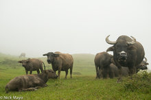 Buffalo In The Mist