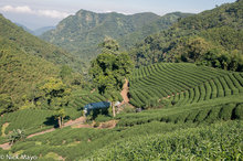 Tea Garden