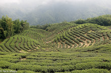 Rolling Tea Field