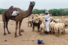 Shepherd With His Flock & Camel