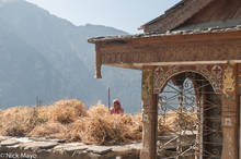 Kinnaur Woman Threshing