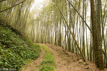 Meng Zong Bamboo Forest