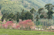 Cherry Trees In Blossom