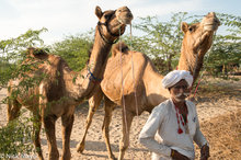 Camels & Owner At The Mallinath Fair