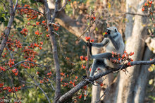 Langur Eating Flame Of The Forest Petal