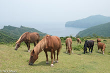 Wild Horses Grazing At Onimai Lookout