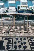 Fish Drying