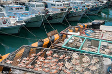 Octopuses & Fish Drying By The Harbour