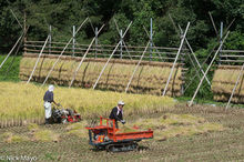 Harvesting The Rice