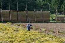 Raking The Blown Over Rice