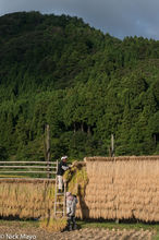 Farmers At Their Drying Racks At Sunset