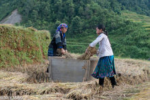 Blue Hmong Hand Threshing