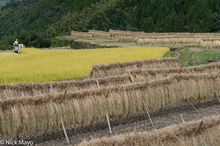 Harvesting Rice & Drying Racks