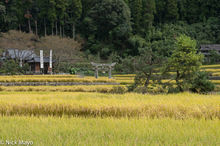 Torii Gate In The Rice Fields