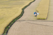 Harvesting The Rice Crop