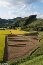 Golden Fields & Drying Racks