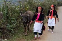 Two Black Dao Women & Buffalo