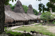 Alang Grass Thatched Village