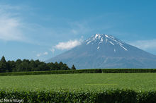 Mt. Fuji & A Tea Field