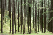 Cedar Forest