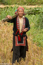 Red Dao Woman In Field