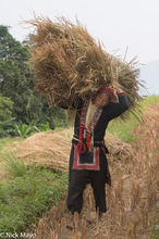 Carrying The Freshly Cut Rice