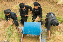 Threshing The New Crop