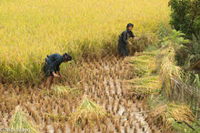 Two Women Harvesting Rice