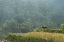 Buffalo On The Terraces