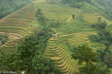 Field Hut On The Steep Terraces