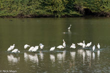 Eurasian Spoonbills