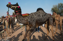 Most Beautiful Camel Competition