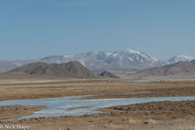 Grazing Livestock In The Altai Mountains