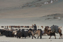 Herdsman Forcing The Yaks Forward