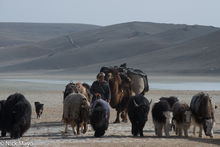 Young Yaks On The Spring Migration