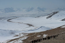Spring Migration In The Altai Mountains