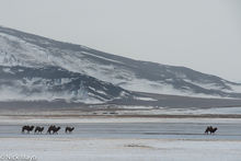 Bactrian Camels