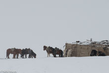 Tethered Horses In Snow Storm