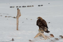 Golden Eagle On Its Perch