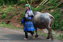Blue Hmong With Her Buffalo