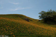 Daylily Field In Flower