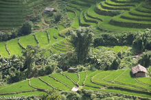 Field Huts In The Rice Terraces