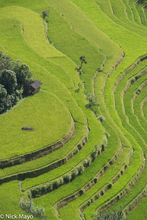 Terraced Fields Of Golden Rice