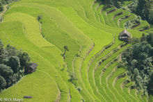 Terraced Rice & Field Huts