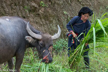 Chopping Fodder For The Buffalo