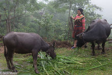 Hmong Woman With Her Buffalo