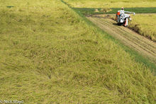 First Field Of Harvesting