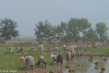 Planting Paddy Rice