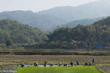 Women Transplanting Paddy Rice