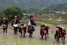 Black Dao Girls Planting Rice